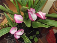 6f4ea1bb-Picture 023.jpg